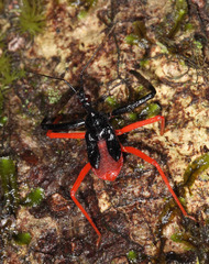 Harpactorini