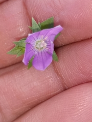 Triodanis perfoliata