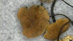 Agaricales