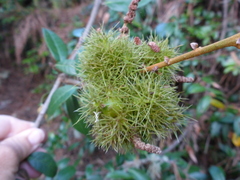 Chrysolepis chrysophylla