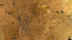 Agaricales