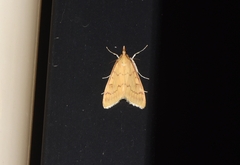 Ostrinia nubilalis
