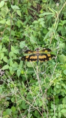Rhyothemis variegata