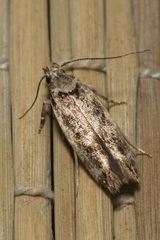 Caryocolum fischerella
