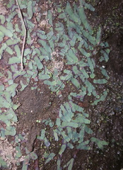 Plagiochasma rupestre