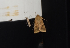 Helicoverpa armigera