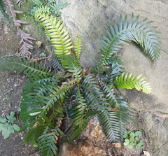 Blechnum