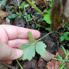 Geum canadense