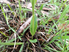 Pterostylis alpina