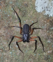 Platyoides walteri