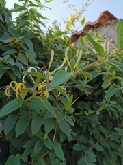 Lonicera japonica