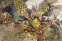 Ledebouria