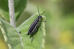 Epicauta cinctipennis