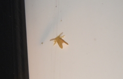 Lymantriinae
