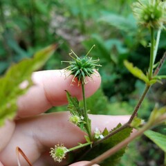 Geum canadense