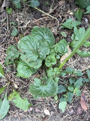 Geum