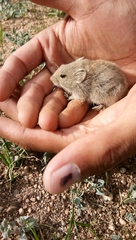 Rodentia