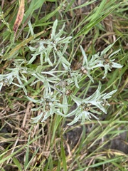Gnaphalium uliginosum