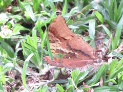 Charaxes candiope
