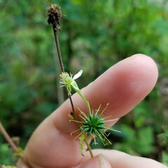 Geum canadense