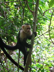 Cebus imitator