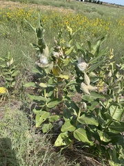 Asclepias speciosa