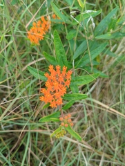 Asclepias tuberosa