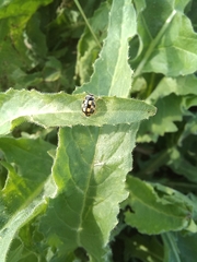 Propylea quatuordecimpunctata