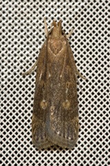 Helcystogramma triannulella