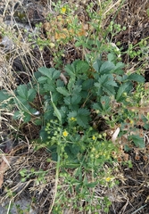 Potentilla intermedia