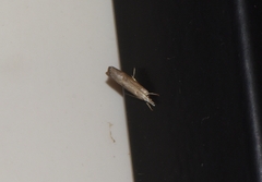 Parapediasia teterrellus