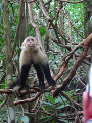 Cebus imitator