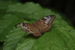 Tanaecia pelea