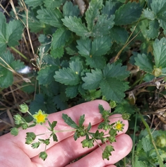 Potentilla intermedia