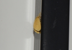 Lymantriinae