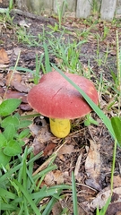 Boletus sensibilis