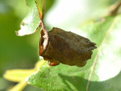 Attelabus