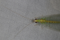 Chrysopa quadripunctata