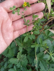 Potentilla intermedia
