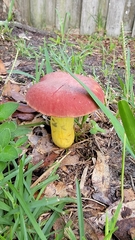 Boletus sensibilis