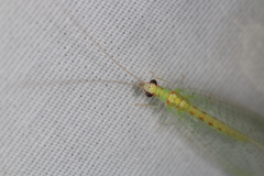 Chrysopa quadripunctata