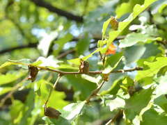 Attelabus