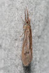 Oecetis