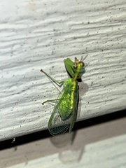 Zeugomantispa minuta