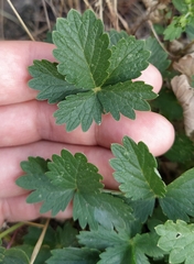 Potentilla intermedia