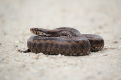 Vipera seoanei