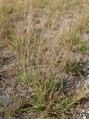 Schizachyrium scoparium