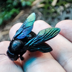 Xylocopa nasalis