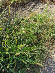 Setaria viridis