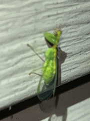 Zeugomantispa minuta